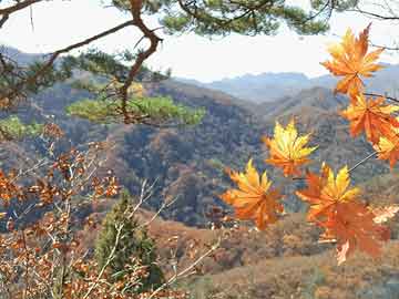 上海：今年完成100公里排水管道修复，力争完成重点区域雨污混接整治